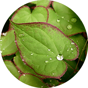 Epimedium - אפימידיום