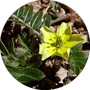 תמצית קוטב מצוי